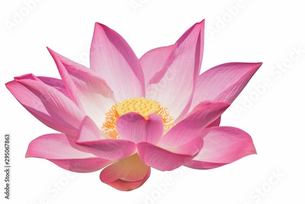 Fototapeta .lotus