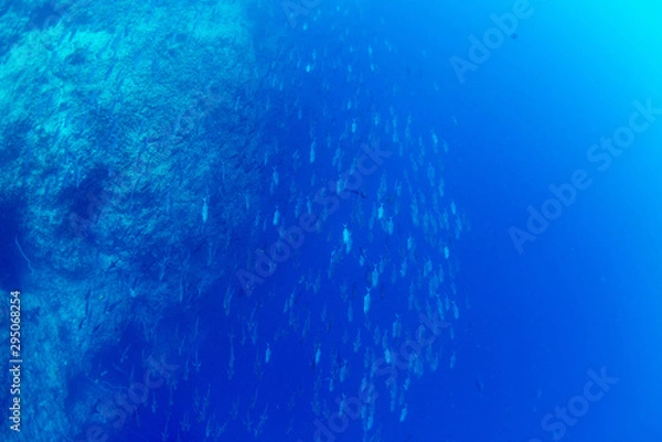 Fototapeta パラオ_ペリリュー_スキューバダイビング