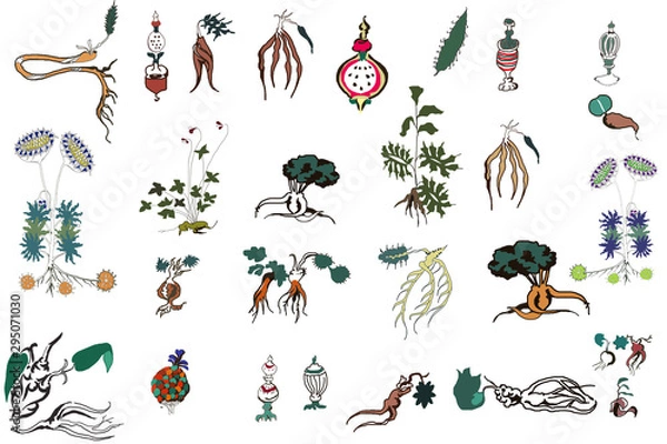 Obraz ヴォイニッチ手稿の植物模様　on white background