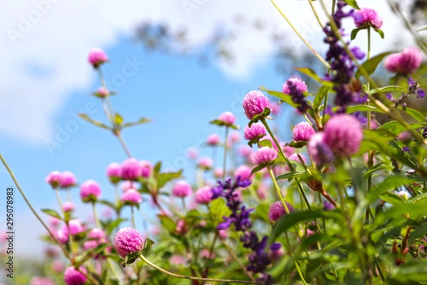 Fototapeta 青空の下のセンニチコウ