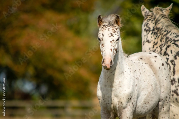 Obraz Knabstrupper Appaloosa Spotted Pony Foal in Grass Pasture 