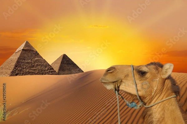 Fototapeta Travel with camel