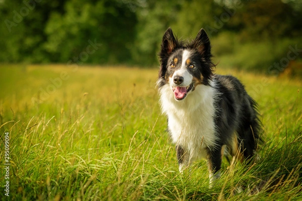 Obraz Happy Black Tri Border Collie Dog in Grass Meadow