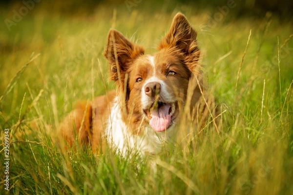 Obraz Happy Red and White Border Collie Dog in Grass Meadow