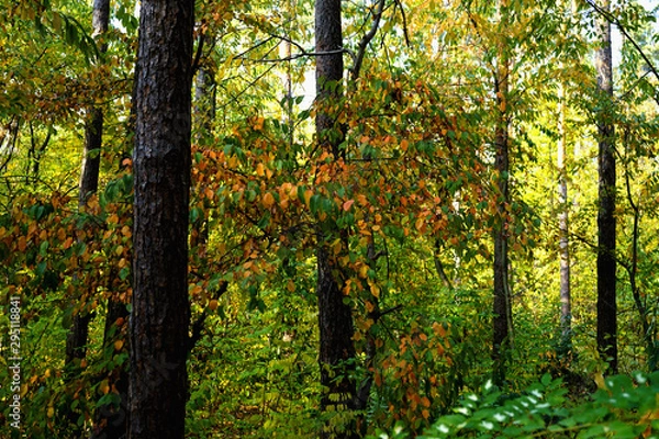 Fototapeta    Landscape in the forest at the beginning of autumn, yellow and green leaves. selective focus   