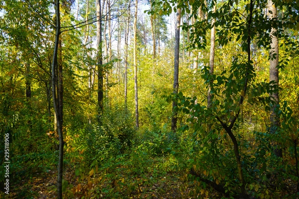 Fototapeta    Landscape in the forest at the beginning of autumn, yellow and green leaves. selective focus   