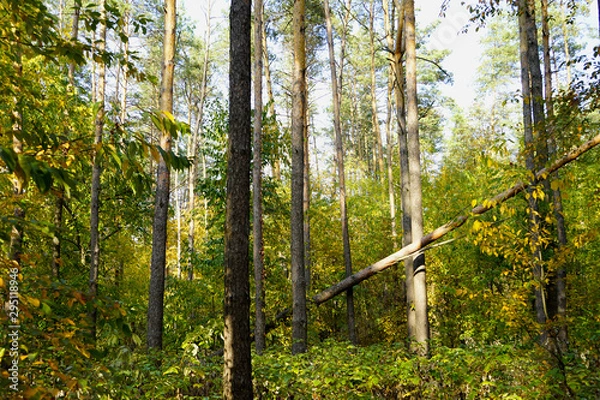 Fototapeta    Landscape in the forest at the beginning of autumn, yellow and green leaves. selective focus   