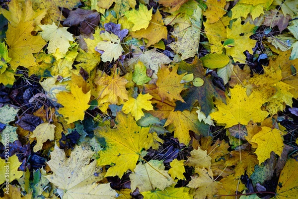 Fototapeta        Autumn yellow brown and red leaves lie on the ground. Background .