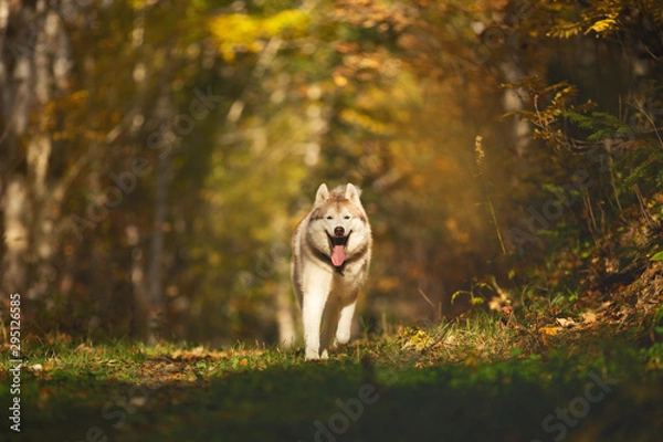 Obraz Image of crazy and happy dog breed Siberian husky running on the path in the bright golden autumn forest in backlight