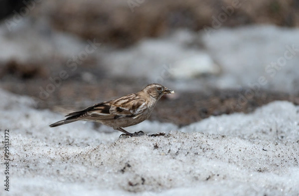 Fototapeta Bird feeding in Snow at Zero Point,Sikkim,India
