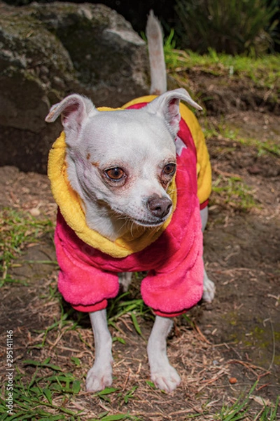 Obraz Pequeño perro chihuahua o chihuahueño color blanco vestido con sudadera