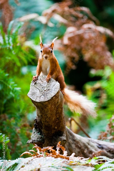 Obraz Red squirrel looking into camera from vantage point on tree trunk.