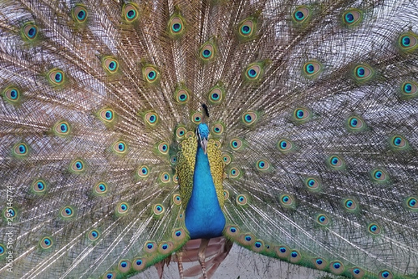 Obraz Peacock beautiful bird.
