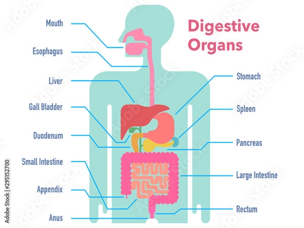 Obraz 名称が記載された消化器官のシンプルなイラスト