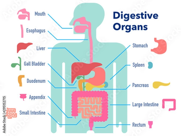 Obraz 部位ごとに名称が記載された消化器官のシンプルなイラスト