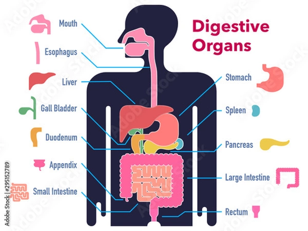 Obraz 各部位のカットアウトと名称と共に黒いシルエット上に描かれた消化器官のシンプルなイラスト