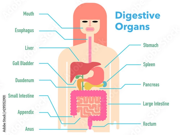 Obraz 各部位の名称が記載された消化器官のカラフルでシンプルなイラスト