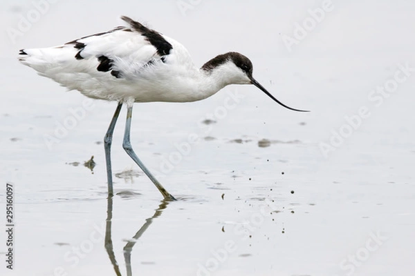 Obraz Avocet
