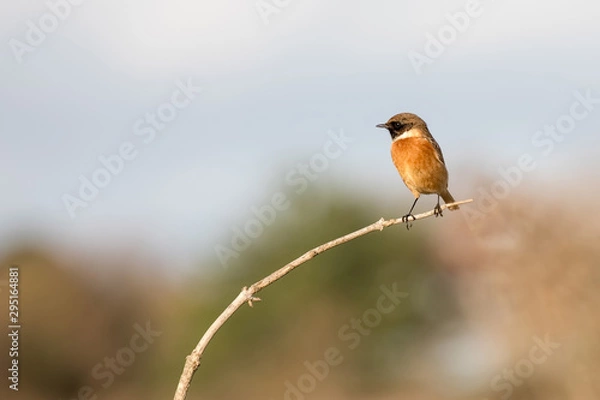 Obraz Stonechat bird on a branch