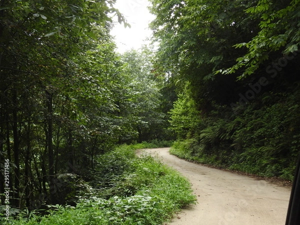 Obraz road in forest 