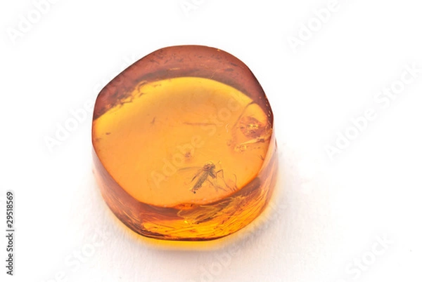 Obraz Bernstein mit Fliege Fossil
