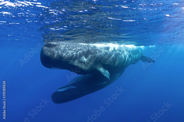 Obraz sperm whale, physeter macrocephalus, Indian Ocean	