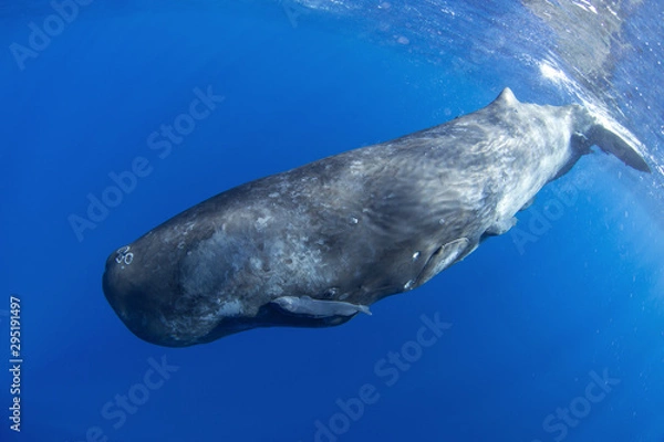 Obraz sperm whale, physeter macrocephalus, Indian Ocean	
