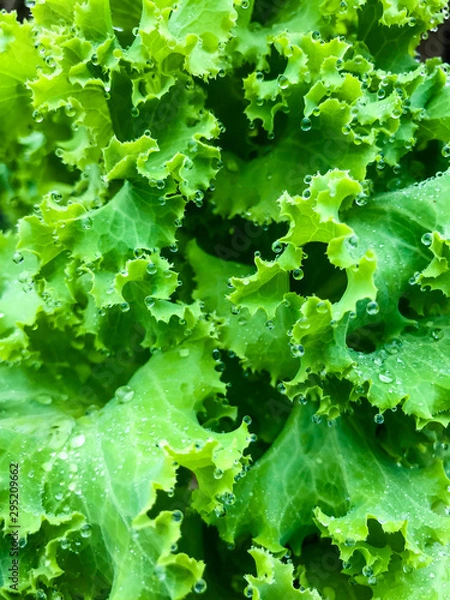 Fototapeta Fresh green lettuce salad leaves with dew drops. natural green background