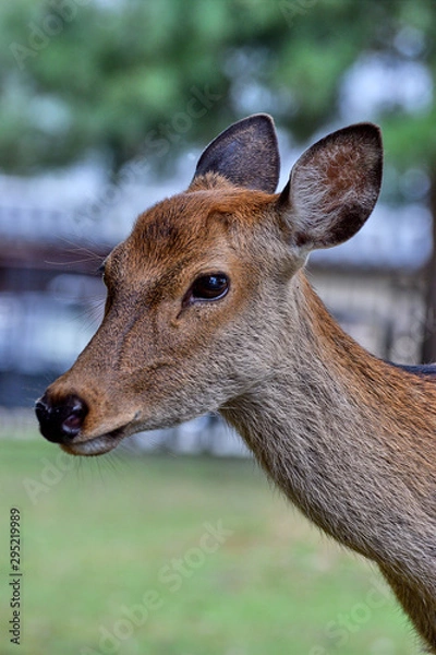 Obraz deer in the forest