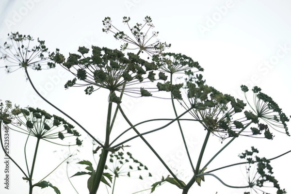 Fototapeta tree with flowers
