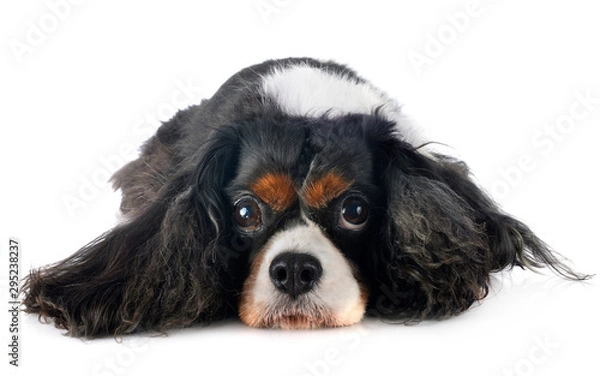 Obraz cavalier king charles