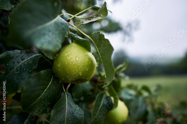 Obraz Birne mit Wassertropfen im Herbst