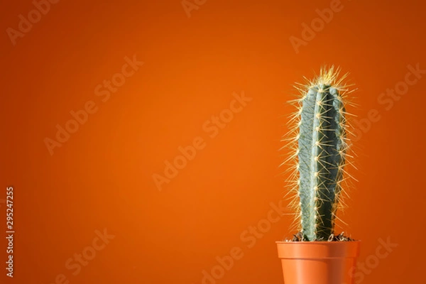 Fototapeta Cactus with long needles in a small pot against the background of an orange terracotta wall. Mystical plant protects the house from evil spirits