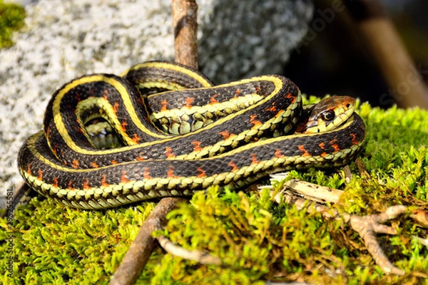 Fototapeta Garter Snake