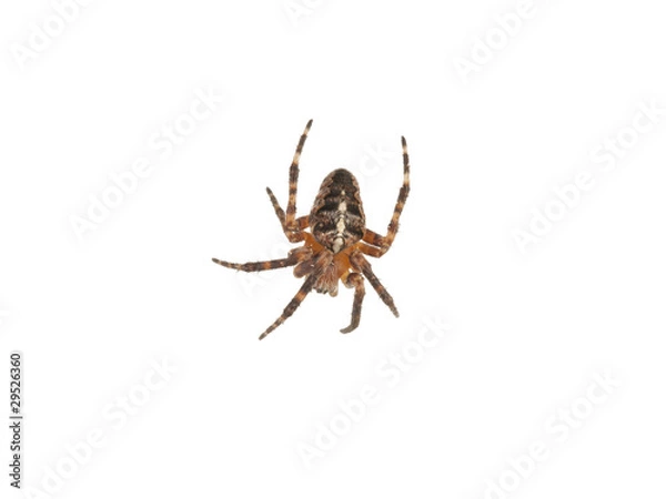 Obraz Cross spider