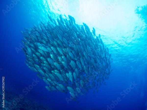 Fototapeta 沖縄_粟国島_スキューバダイビング