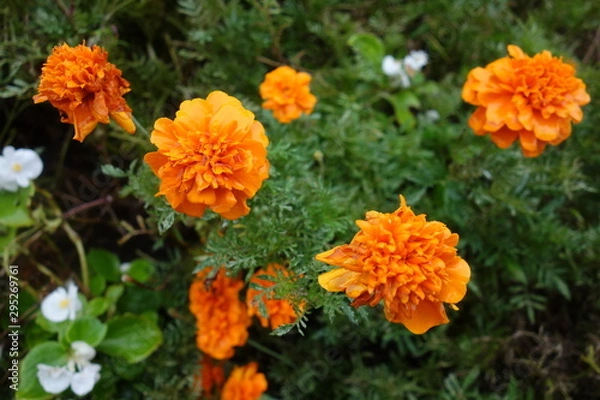 Fototapeta 雨に濡れたマリーゴールド