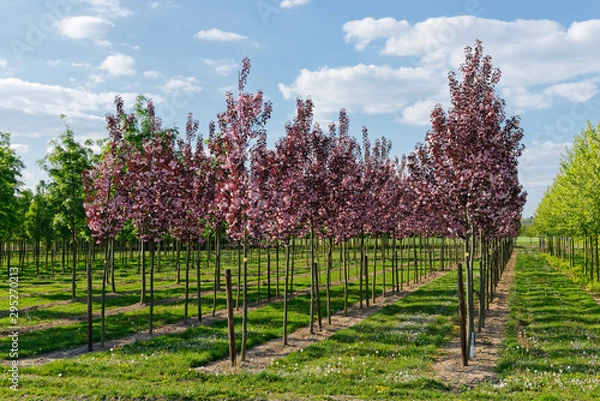 Obraz Mehlbeerbäume in der Baumschule
