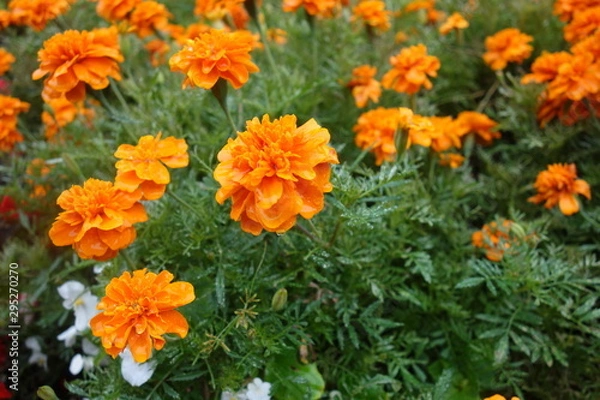 Fototapeta 雨に濡れたマリーゴールド