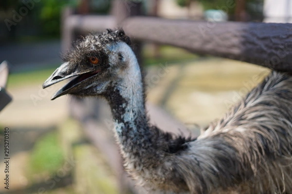 Fototapeta エミュー