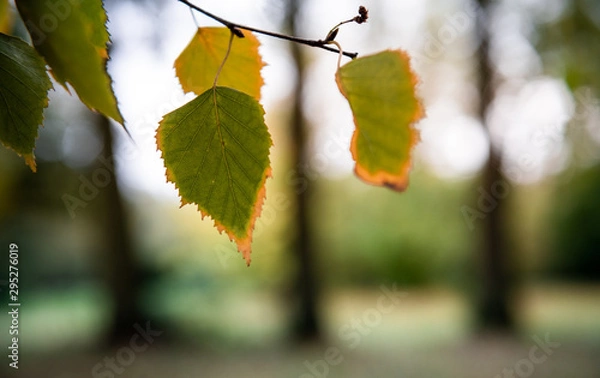 Fototapeta Autumn leafs on a tree.