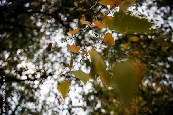 Obraz Autumn leafs on a tree.