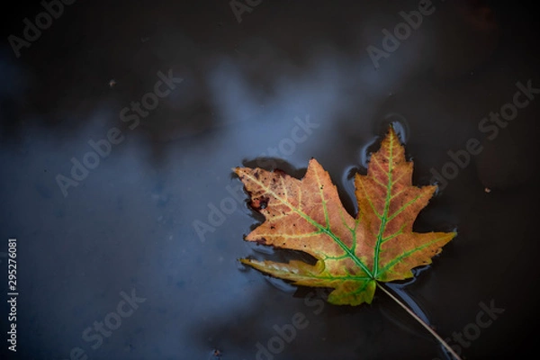 Obraz An autumn leaf lies in a puddle.