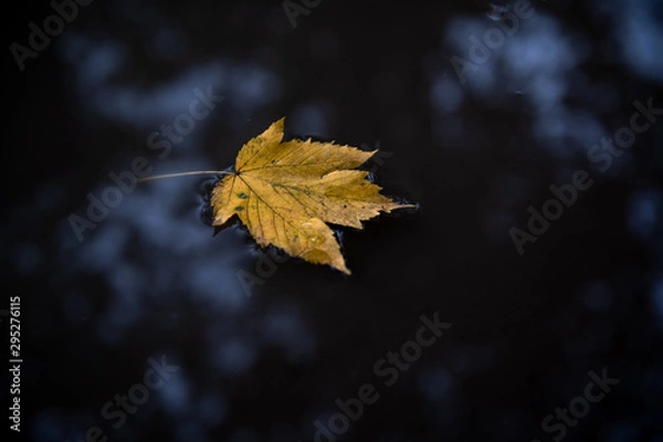 Obraz An autumn leaf lies in a puddle.