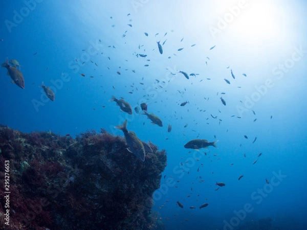 Obraz 伊豆大島_スキューバダイビング