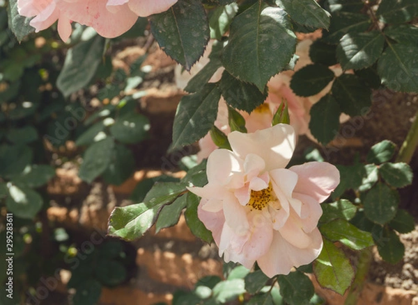 Obraz Pink roses on ancient wall