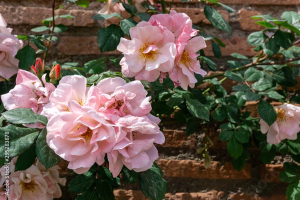 Obraz Pink roses on ancient wall