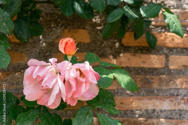 Obraz Pink roses on ancient wall