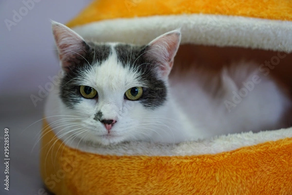 Obraz Adorable sleepy cat