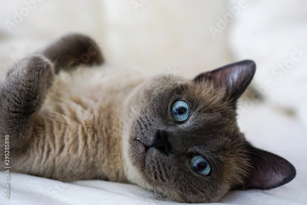 Obraz Adorable sleepy cat